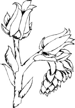 hand drawn sketch of a flowers of echiveria