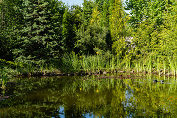 Fototapeta na wymiar Magical garden pond with purple leaves of water lilies or lotuses. blurred background. Selective focus. Evergreens and yellow flowers of marsh irises on shore. Reflection of plants in water.