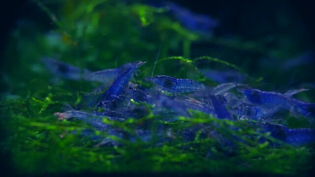Extrem sch&ouml;ne wertvolle Caridina Aura blue Garnelen in aufgesalzenem Osmosewasser im Aquarium