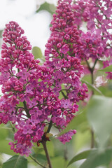 Fototapeta premium lilac flowers with green leaves close up