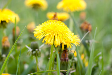 Yellow dandelions in the thick grass. Photo of bright colors in the field. A field of dandelions.