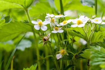 Fototapeta premium Strawberry flowers in the thick grass. The image of a blossoming strawberries. Berry flowers in a flower bed. Garden. White wild strawberry flowers. Background image