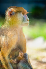 hussar. shooting through glass. red monkey with baby in zoo aviary.