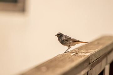 Male black redstart resting on balcony
