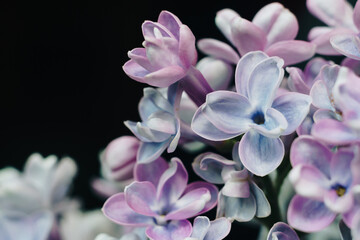 close-up of lilac flowers on a black background