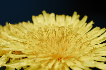 close-up of a yellow dandelion flower