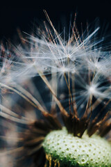 macro photo of white dandelion fluffs