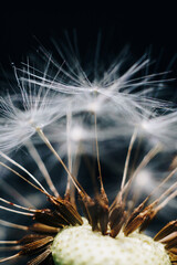 macro photo of white dandelion fluffs