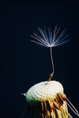 macro photo of white dandelion fluffs