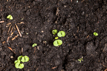 seedlings in peat pots.Baby plants seeding