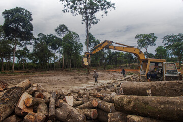 Deforestation and logging of rainforest in Asia 