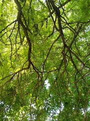 trees in the forest