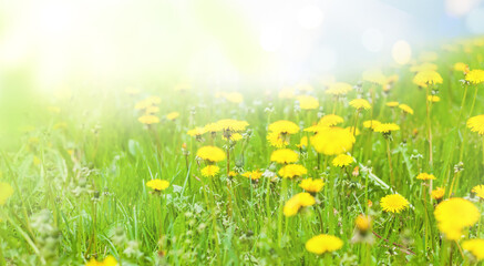 Green meadow with dandelions in the rays of the summer sun
