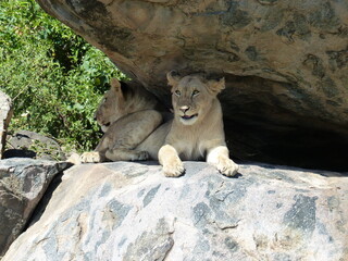 L&ouml;wen im Schatten