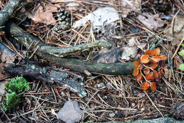 Branches, dry leaves, cones and spruce needles lie on the ground in the autumn forest. View from above.