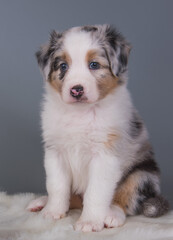 Cute Red Merle Australian Shepherd puppy portrait