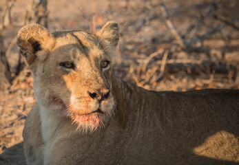 Lion