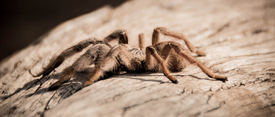 Spinne