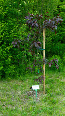 
Landscapes and views in the Botanical Garden in Radzionków. Ready for entry.