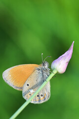Silver washed Fritillary underwing butterfly
