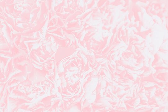 Soft pink watercolor pink rose background, floral wallpaper