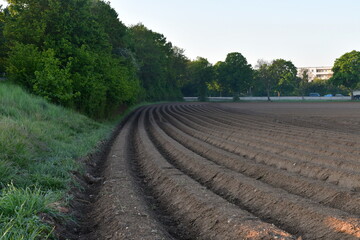 Obraz premium spring fields with green and beautiful forest in the background. Fields in Germany.
