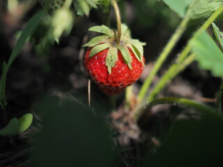 Fresh strawberry, natural green background sunny day