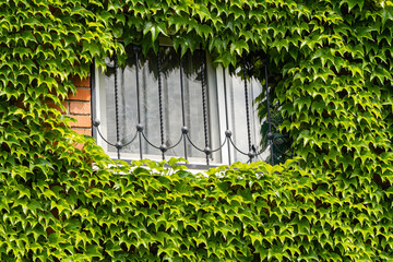 Leaves of Parthenocissus tricuspidata 'Veitchii' or Boston ivy, grape ivy, Japanese ivy or Japanese liana leaves.Wall of house is closed by colorful ivy leaves. Natural decoration of walls of houses.