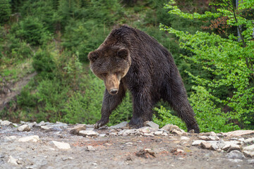 Wild brown bear (ursus arctos) in the forest of Carpathian Mountains (Ukraine). Synevyr National Nature Park. 
Brown Bear Rehabilitation Center