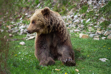 Obraz na płótnie Canvas Wild brown bear (ursus arctos) in the forest of Carpathian Mountains (Ukraine). Synevyr National Nature Park. Brown Bear Rehabilitation Center