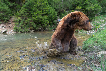 Fototapeta premium Wild brown bear (ursus arctos) in the forest of Carpathian Mountains (Ukraine). Synevyr National Nature Park. Brown Bear Rehabilitation Center