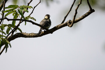 Great tit perched in a park of Yokohama