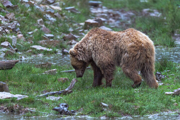 Wild brown bear (ursus arctos) in the forest of Carpathian Mountains (Ukraine). Synevyr National Nature Park. 
Brown Bear Rehabilitation Center