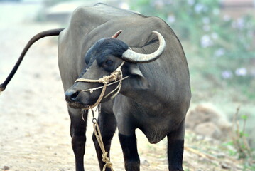 young black buffalo on the road