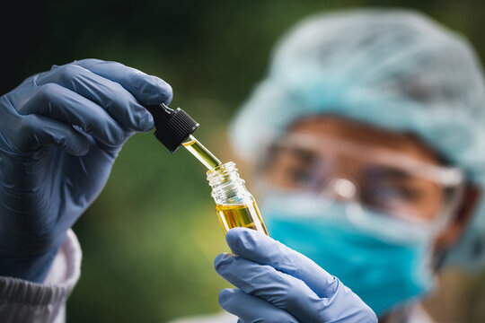 The hands of scientists dropping marijuana oil for experimentation and research, ecological hemp plant herbal pharmaceutical cbd oil from a jar.