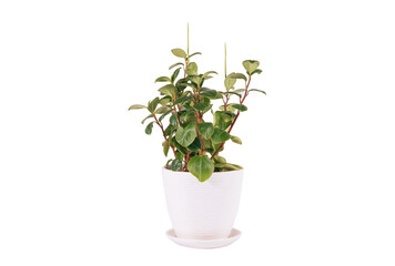 Flowering houseplant Peperomia magnoliyaefolia in white pot isolated on the white background