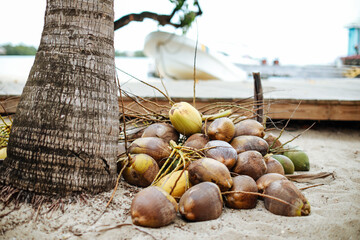Many coconuts near palm tree on send on Caribbean sea