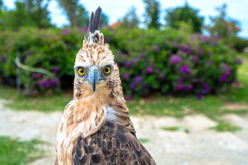 Portrait of eagle with big eyes and sharp beak majestic show of the world's biggest birds
