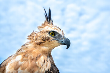 Portrait of eagle with big eyes and sharp beak majestic show of the world's biggest birds