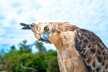 Portrait of eagle with big eyes and sharp beak majestic show of the world's biggest birds