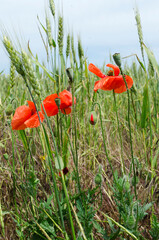 Vertical image.Wild poppies and green wheat. Beautiful day in the field