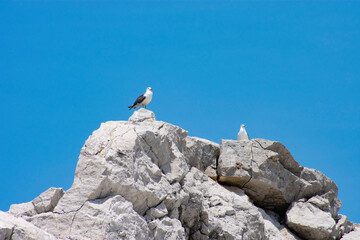 白崎海岸のうみねこ