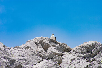 白崎海岸のうみねこ