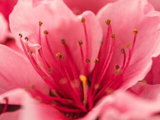 Close up of pink flower : aster with pink petals and yellow heart for background or texture