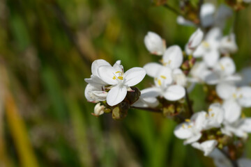 New Zealand satin flower
