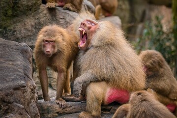 Naklejka na ściany i meble An adult male baboon (Papio hamadryas) displays his long canine teeth, which are a symbol of his fitness, fighting ability, social rank, and mating success.