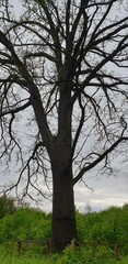 century-old oak