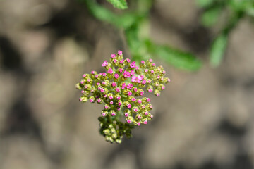 Summer Pastels Yarrow