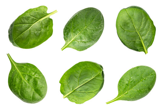 Set of spinach isolated on white background. Collection