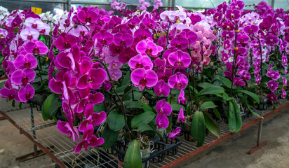 Phalaenopsis orchids bloom in a variety of colors in the garden, waiting to be brought to the flower market for sale to customers who decorate their homes, gifts or opening